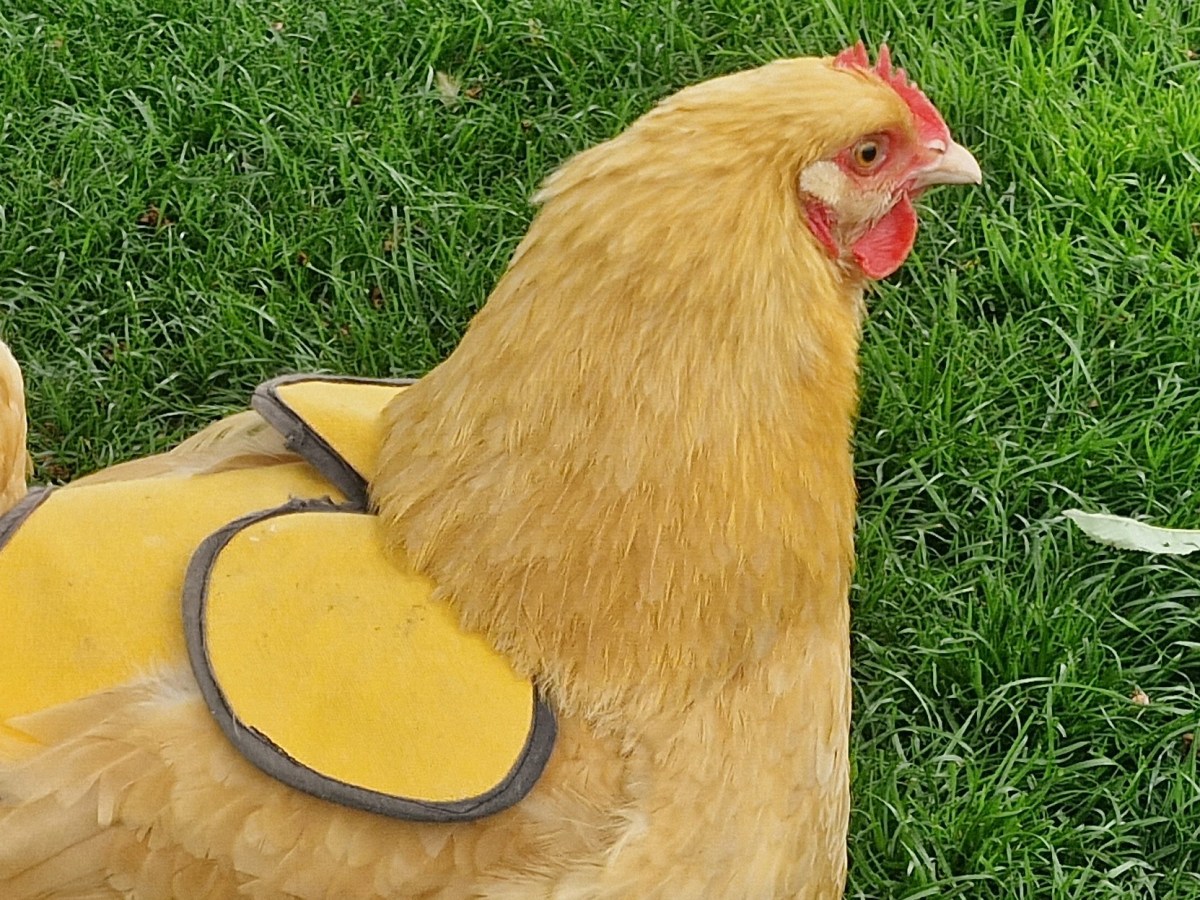 A Guide to Chicken Saddles